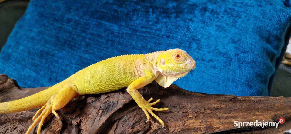 Legwan zielony iguana iguana red albino x albino dolnośląskie Jelenia Góra