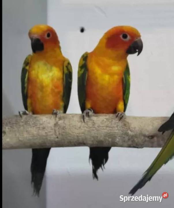 Papugi sprzedam sprzedam