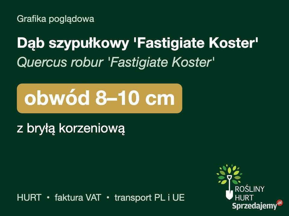 Dąb szypułkowy Fastigiate Koster obwód 810 z