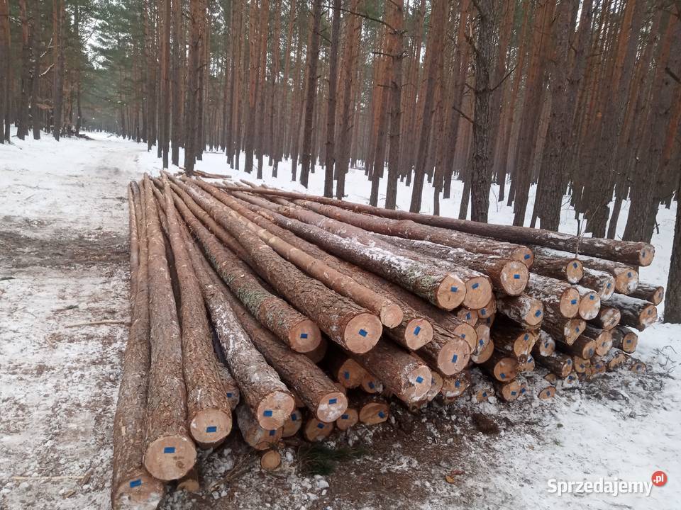 Sprzedam Kopalniak podkarpackie Lipa