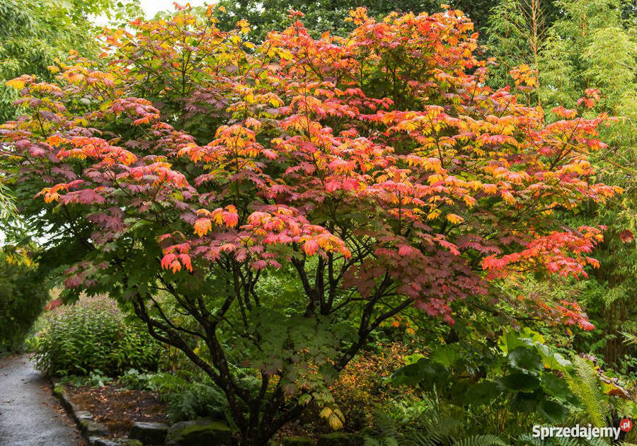 KLON PALMOWY na bonsai do ogródka sadzonka Kraków