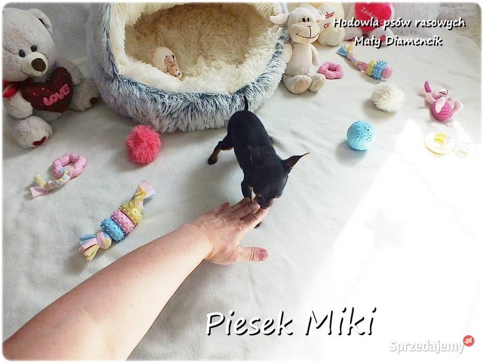 Pinczer miniaturowy Ratlerek tzwsarenka MINI Żary