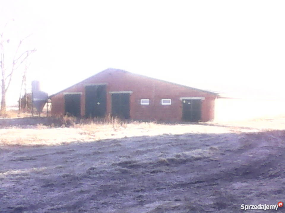 sprzedam obore wolnostanowiskową Żulice