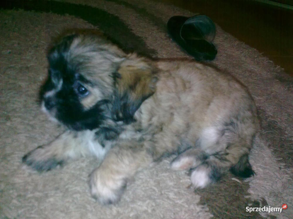 szczeniaka 2 miesięcznego