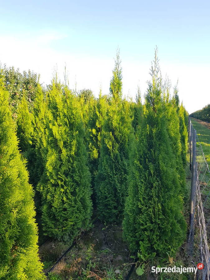 Tuja szmaragd Tuje Szmaragd 160180 Transport Iglaste Warszawa