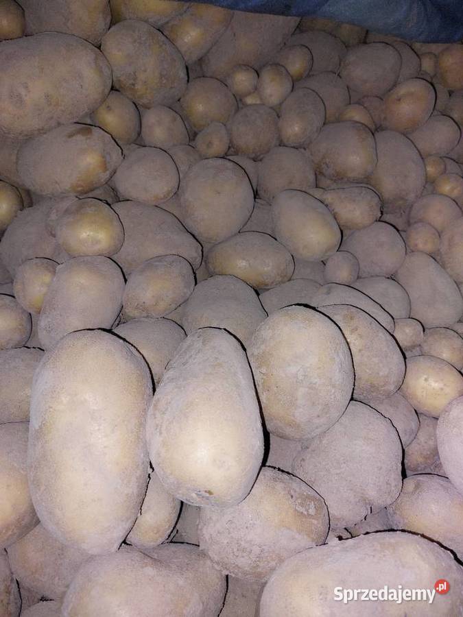 Ziemniaki soraya małopolskie Rzeplin