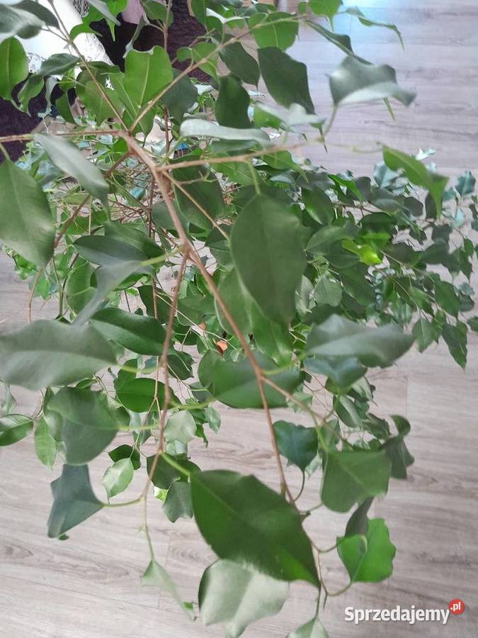 Fikus Danielle Ficus Benjamin 150 małopolskie sprzedam