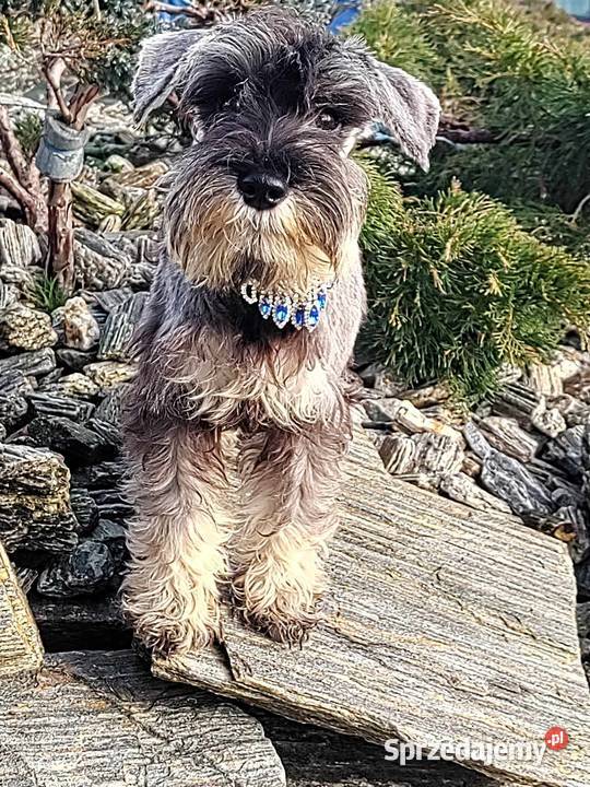 Sznaucer miniaturowy rodowodowe szczenięta Sznaucer łódzkie Radomsko