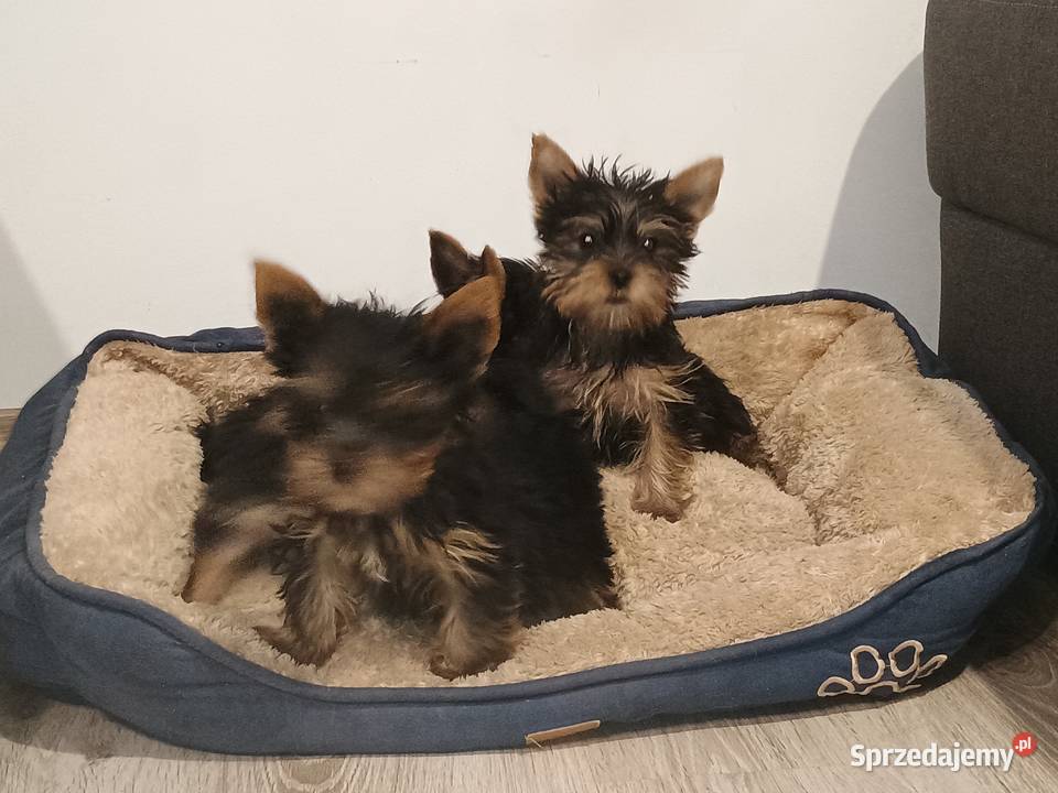 Yorkshire terrier Września