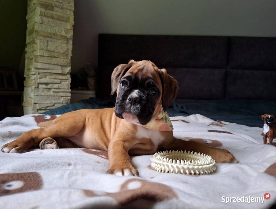 Bokser szczeniak ojciec Fci okazja Radom