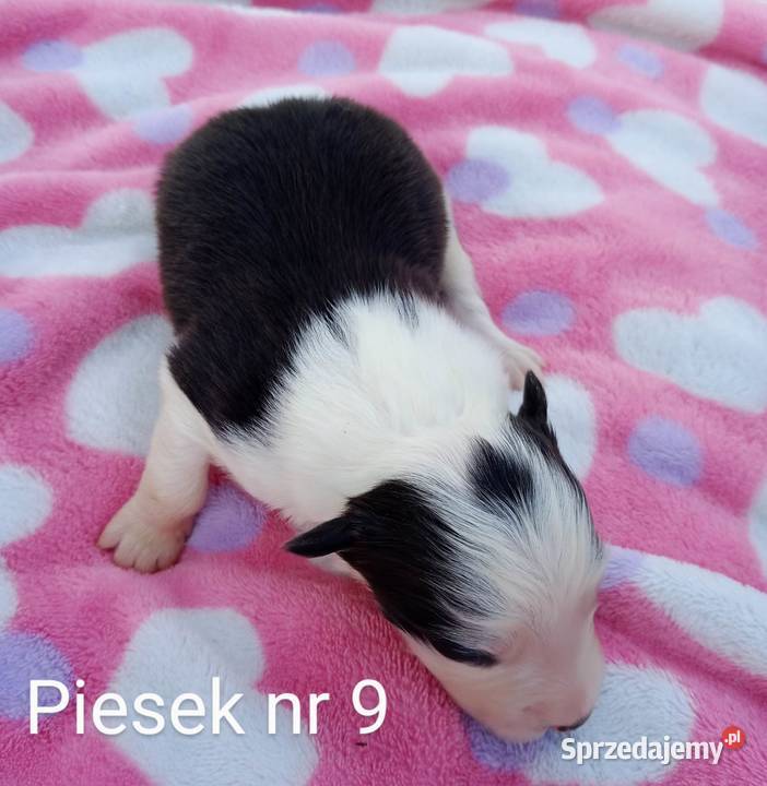 Border collie FCI Dębica