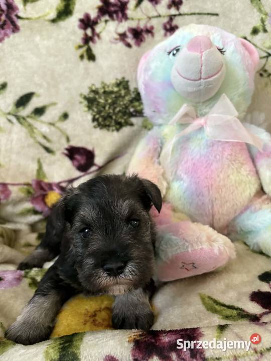 Sznaucer miniaturowy czarny pieski kujawsko-pomorskie