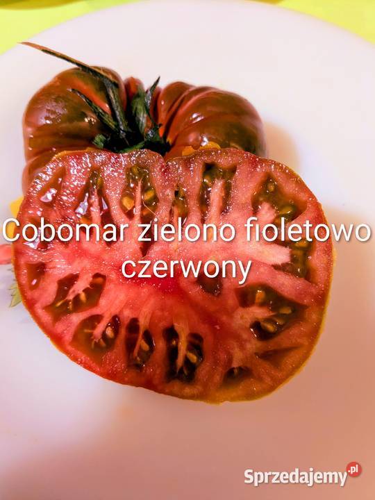 Combomar Pomidor doskonały kolekcja nasion Ogród Kraków