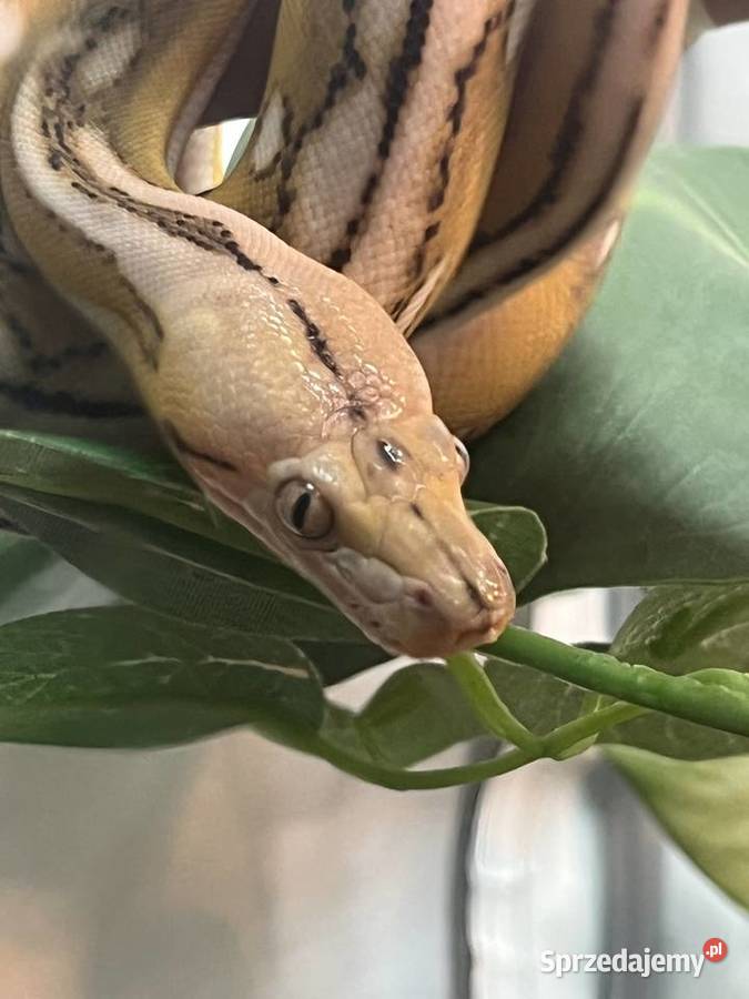 Pyton siatkowy super dwarf samiec Kołobrzeg sprzedam