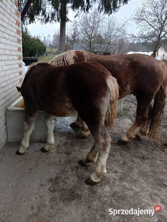 Konie zimnokrwiste Poizdów