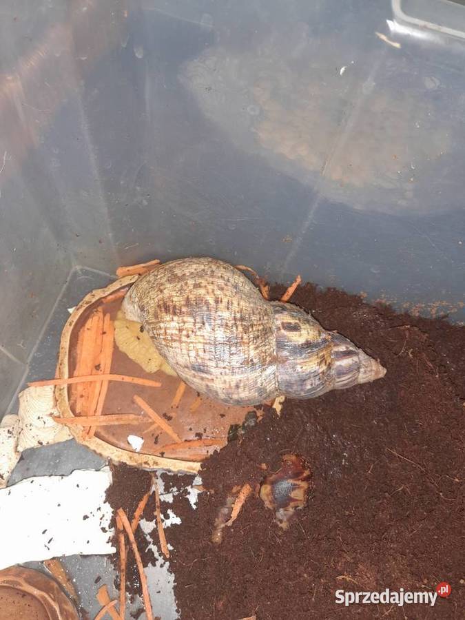 Ślimak afrykański Achatina reticulata albino Wrocław