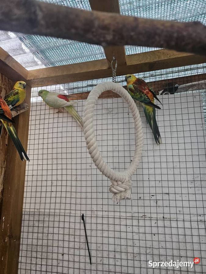 Swiergoty 4 samce Poznań