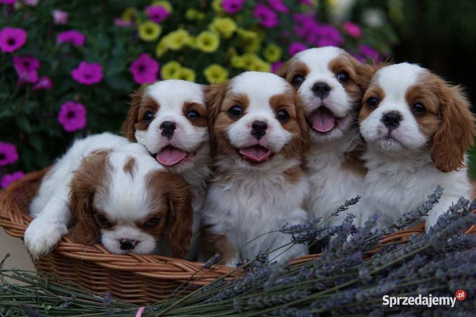 Szczenięta Cavalier King Charles Spaniel podkarpackie Rzeszów sprzedam