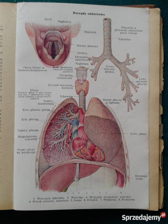 NOWE LECZNICTWO PRZYRODNICZE Leszno