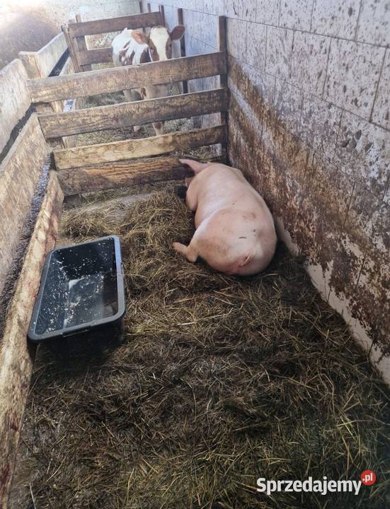 Sprzedam tucznika świnie kujawsko-pomorskie sprzedam