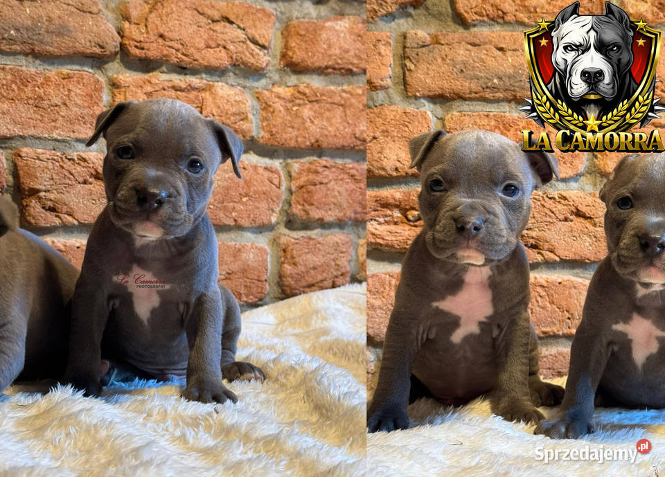 American Staffordshire Terrier Blue Samiec