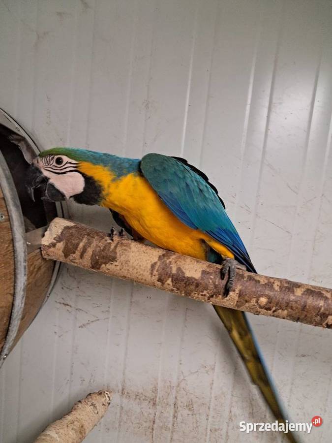 Ara Ararauna