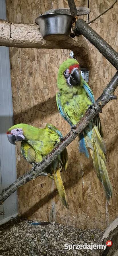 Ara Ambigua ara Oliwkowa samica 2025 dolnośląskie Rogoż sprzedam