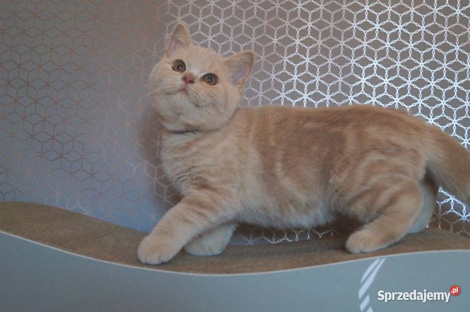 Kocurek Kremowy Brytyjska Rodowód PZFWCF mazowieckie Radzymin