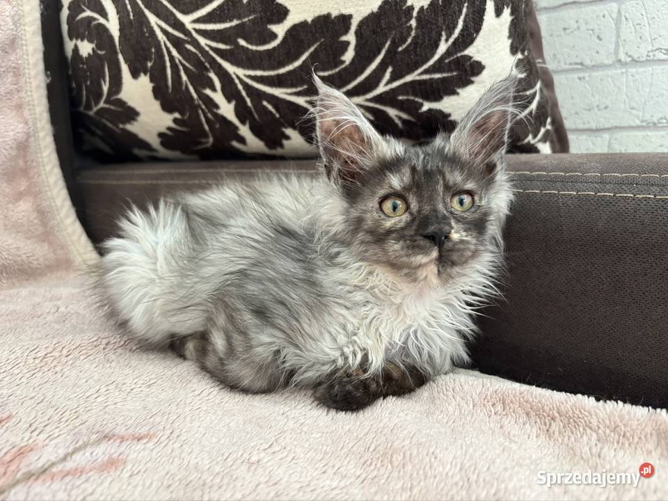 Maine coon kotki i kocurki Kielce