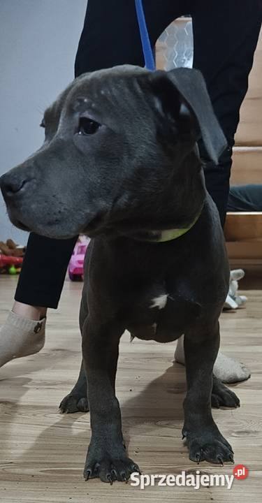 Suka amstaff gotowa do odbioru