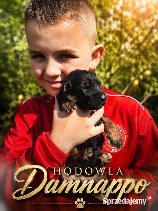 Owczarek Niemiecki Długowłosy FCI Łuszczanów
