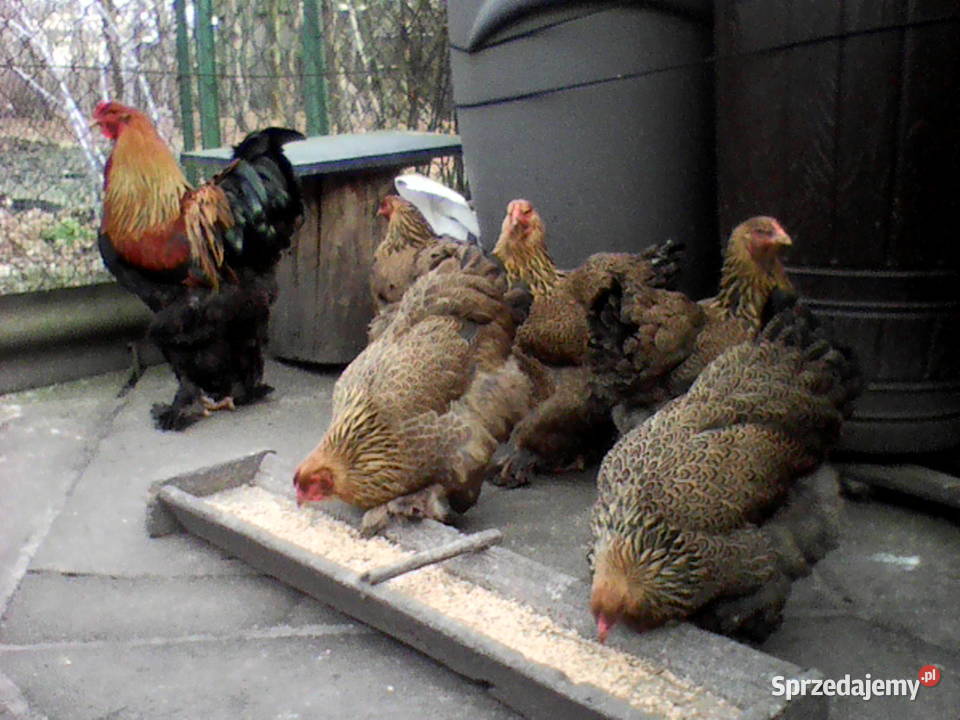 jaja lęgowe Brahma olbrzymia złotofalista ODBIÓR Zielona Łąka