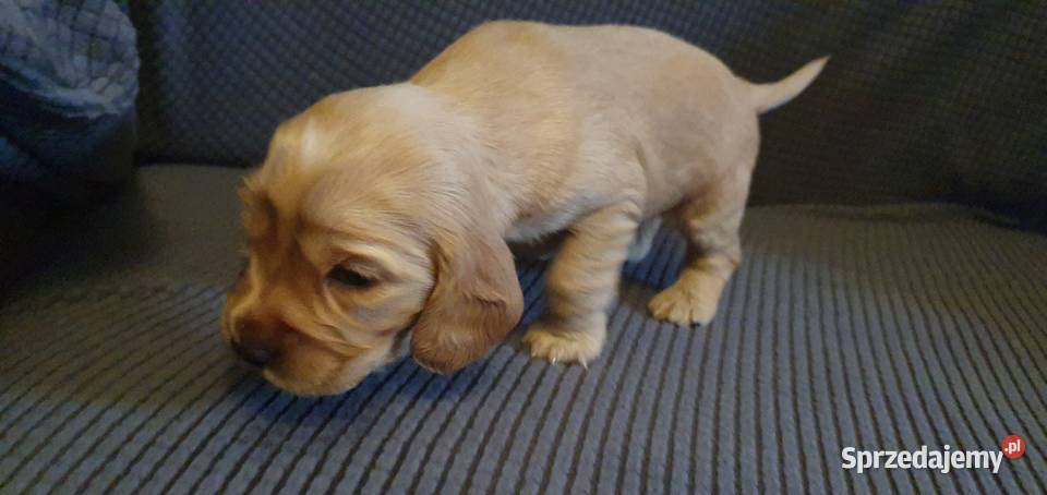 Cocker Spaniel Angielski suczka Radom