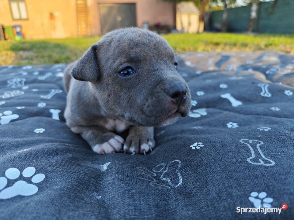 Szczeniak Amstaff lubelskie Chełm sprzedam