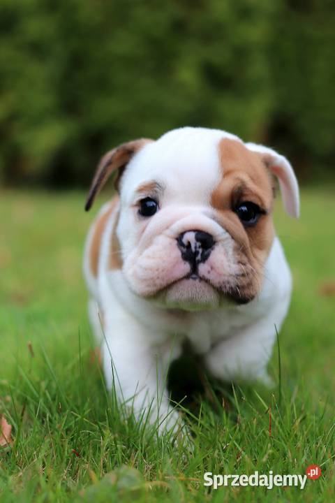 Buldog angielski ZKwP FCI Świerklany