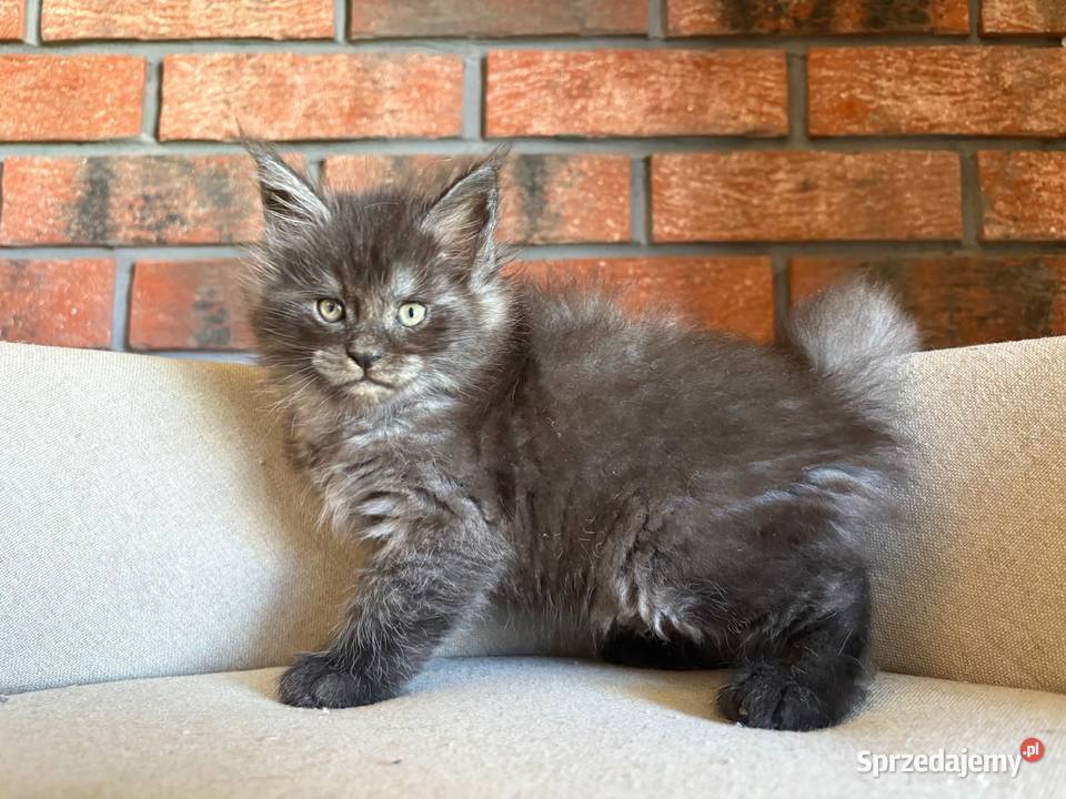 Maine Coon Orion Szembruk sprzedam