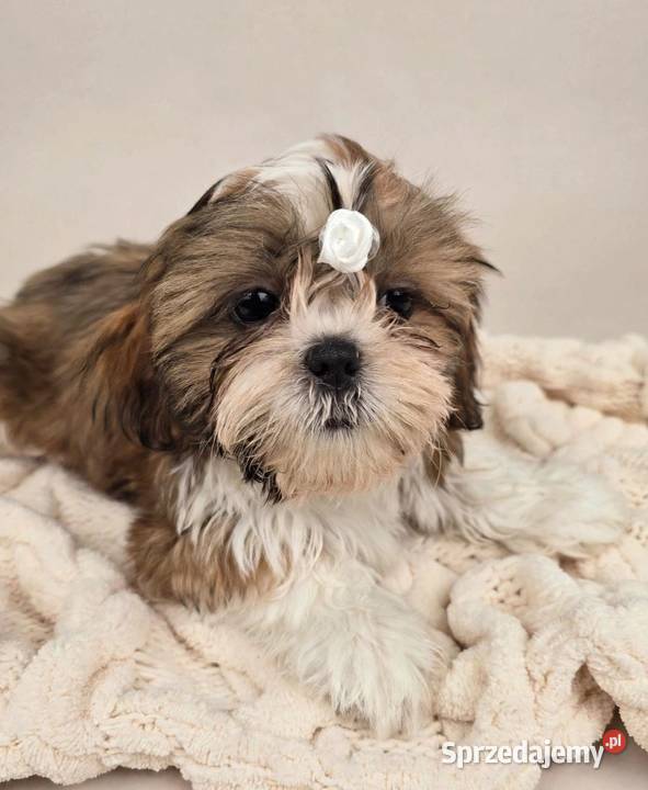 Piękne szczenięta Shih Tzu