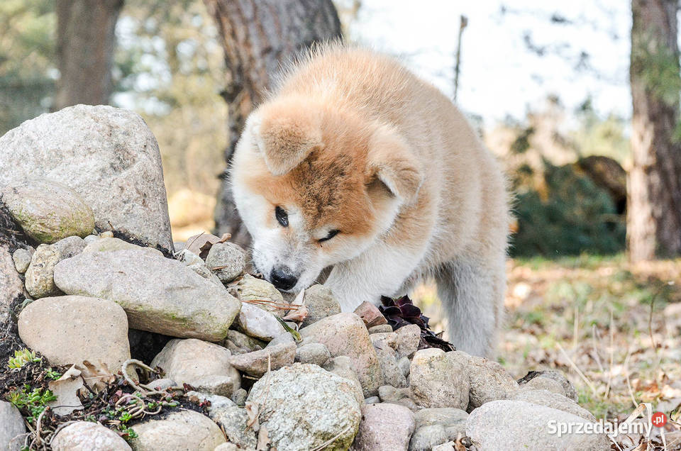 Akita inuakita japońska czerwone szczenięta Wołów
