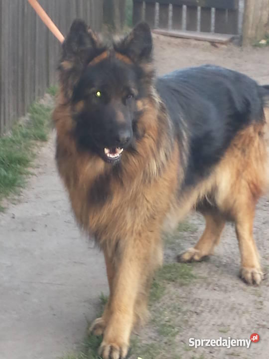 owczarek niemiecki długowłosy Psy