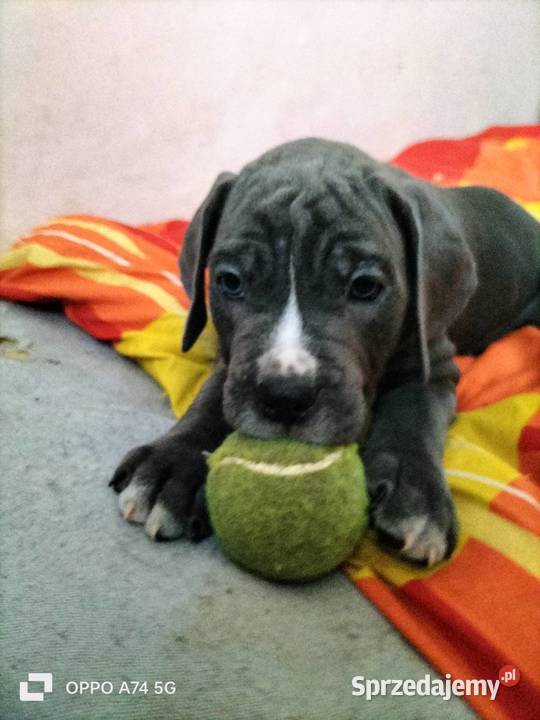 8 wspaniałych szczeniaczków cane corso Siedlce