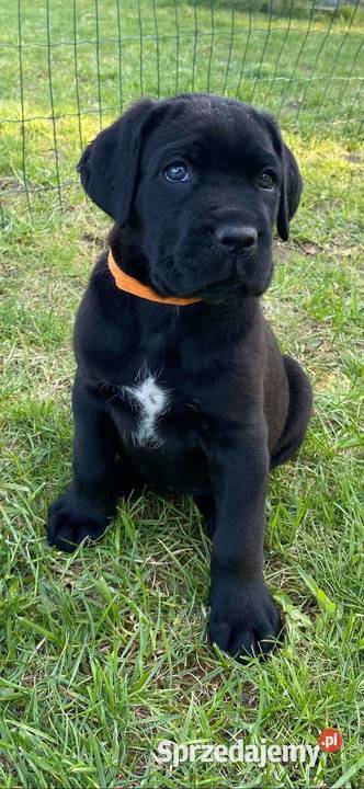 Cane corso Z Czarnych Palladynów FCI Szczecin
