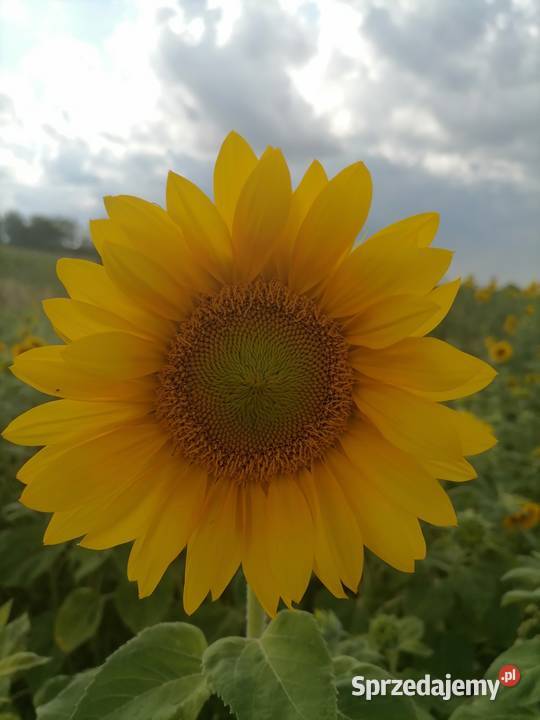 Słonecznik na kwiaty kwiat słonecznikasesje Rakołupy Duże