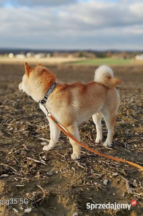 Shiba Inu czerwony przemiły piesek Bychawka Trzecia