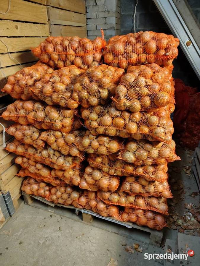 Cebula z siewu wiosennego Kamienica