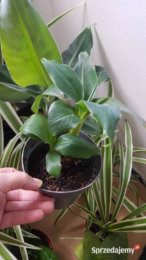 Rośliny doniczkowe Sansevieria Hahnii zielistki Kraków