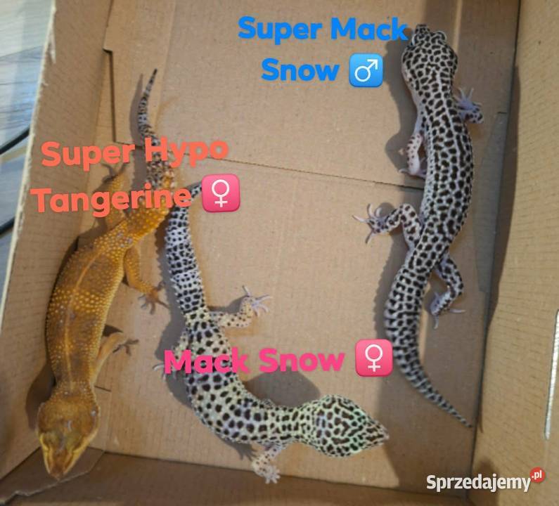 Gekony Lamparcie Mack Snow Mack Snow Tangerine Ruda Śląska