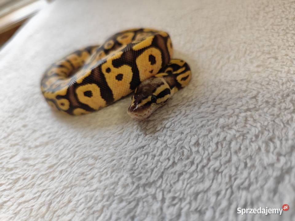 Samczyki Pastel poss Yb Pruszków