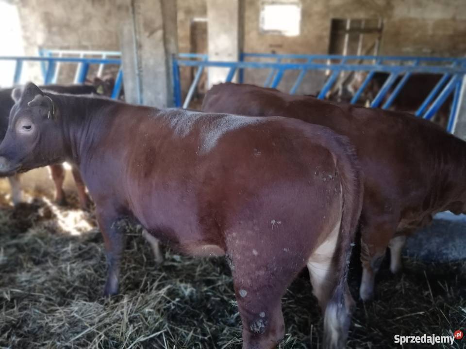 Jałówki limousine 4 Hanna