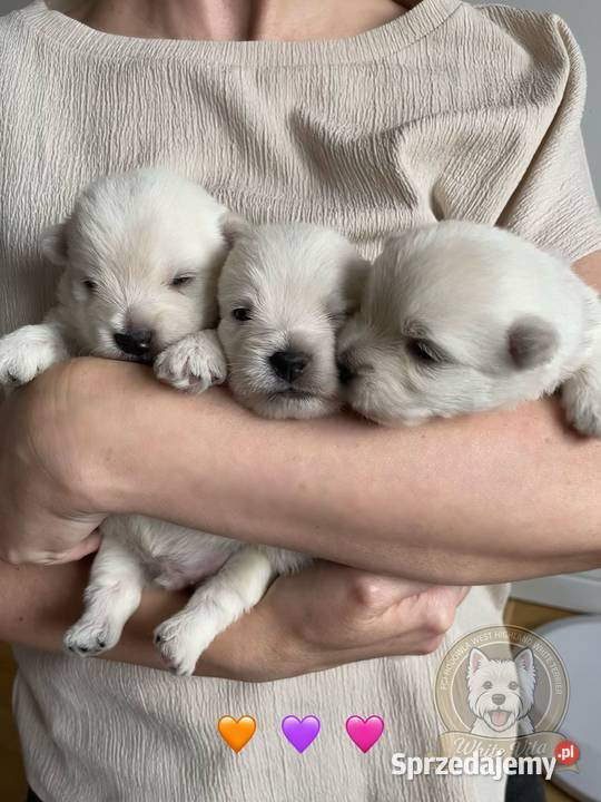 West higland white terier szczenięta śląskie Częstochowa