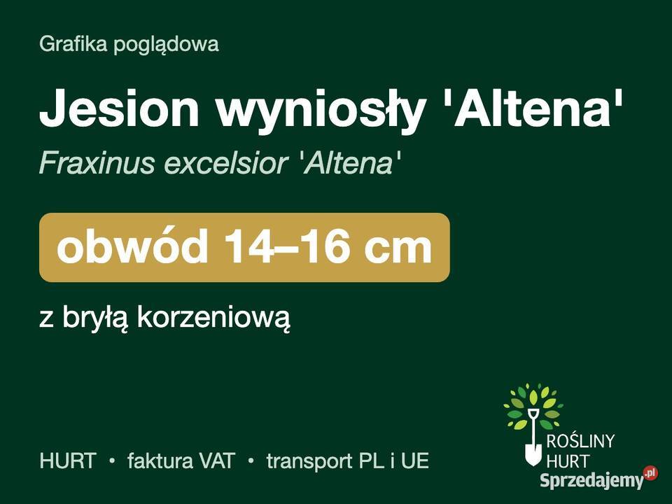 Jesion wyniosły Altena obwód 1416 z bryłą HURT wielkopolskie